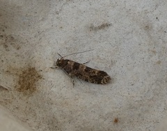 Parochmastis hilderi