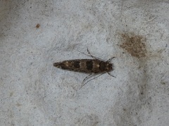 Parochmastis hilderi