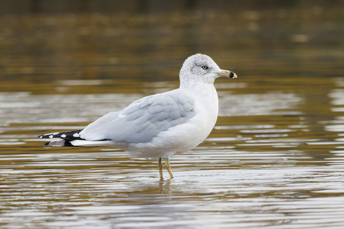 Gaviota de Delaware (Larus delawarensis)