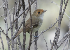 Euscarthmus fulviceps