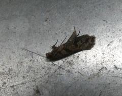 Parochmastis hilderi