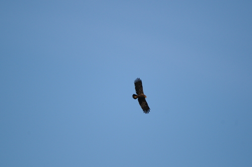 Lesser Spotted Eagle