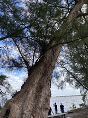 Casuarina equisetifolia