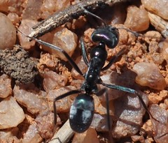 Iridomyrmex lividus