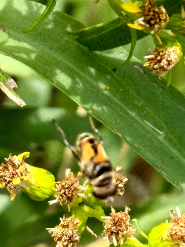 Unknown species found near Gordons Pond Trail, Rehoboth Beach, DE, US