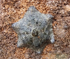 Meridiastra