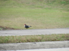 Cairina moschata domestica