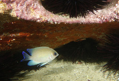 Mecaenichthys immaculatus