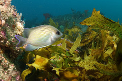 Mecaenichthys immaculatus