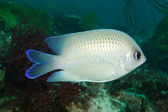 Mecaenichthys immaculatus