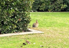 Sylvilagus audubonii