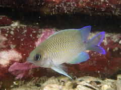 Mecaenichthys immaculatus