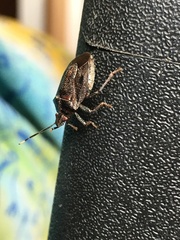 Antiteuchus tripterus