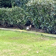 Sylvilagus audubonii