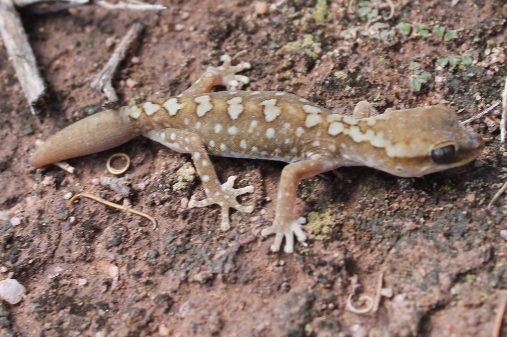 South Coast Gecko