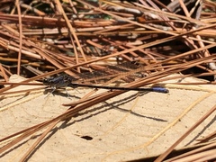 Argia immunda