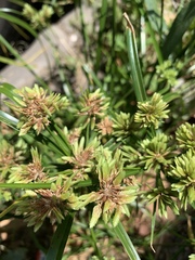 Cyperus eragrostis