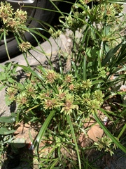 Cyperus eragrostis