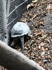 Chelydra acutirostris