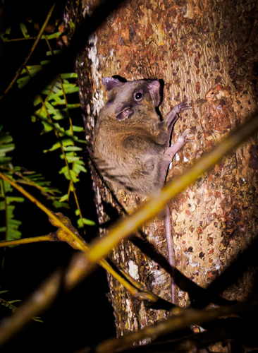 Long-eared Flying Squirrel (Idiurus macrotis) — Least Concern Mammalia