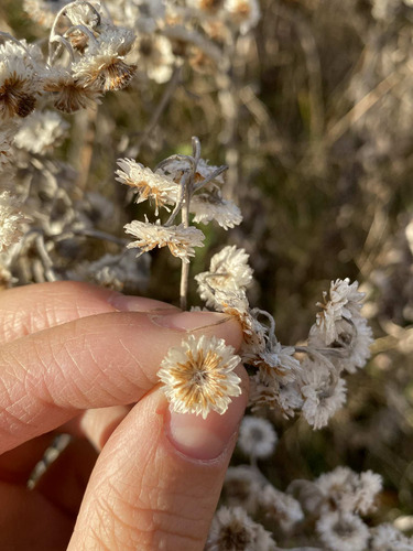 Common Pearlyeverlasting winter