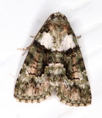 Pherechoa crypsichlora