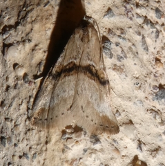 Zebeeba falsalis