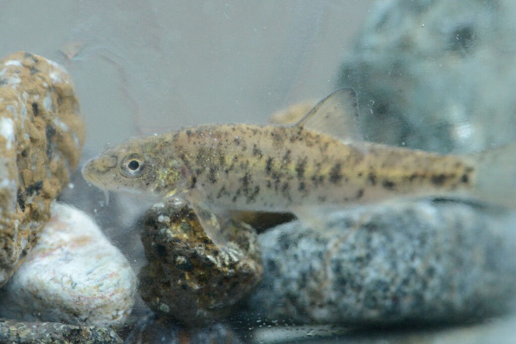 Rioni barbel