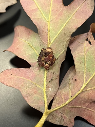 Clustered Midrib Gall Wasp photo 5