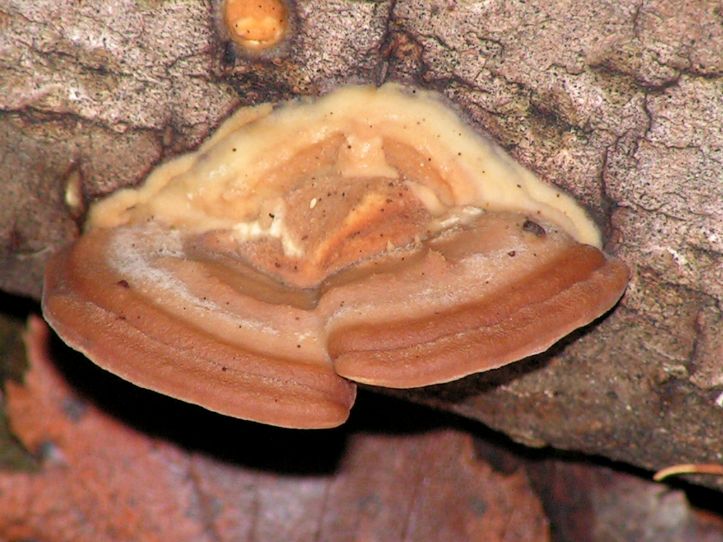 Metuloidea fragrans