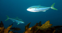 Seriola lalandi