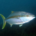 Yellowtail Kingfish - Photo (c) Marine Explorer (Dr John Turnbull), some rights reserved (CC BY-NC-SA)