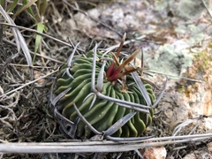 Echinofossulocactus pentacanthus