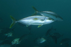 Seriola lalandi