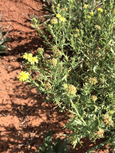 Buchu Boneseed (Osteospermum muricatum)