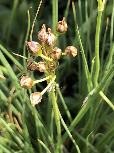 scented grass bulbine (Bulbine capitata)