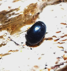 Cyllodes ater