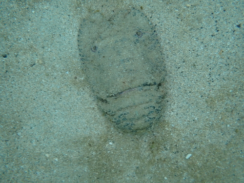 Photo of Antarctic Slipper Lobster (Parribacus antarcticus)