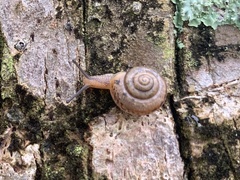 Bradybaena similaris image