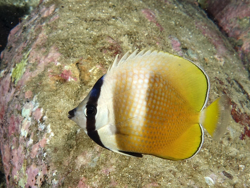 Blacklip Butterflyfish
