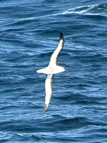 Atlantic Yellow-nosed Albatross (Thalassarche chlororhynchos), photo 5