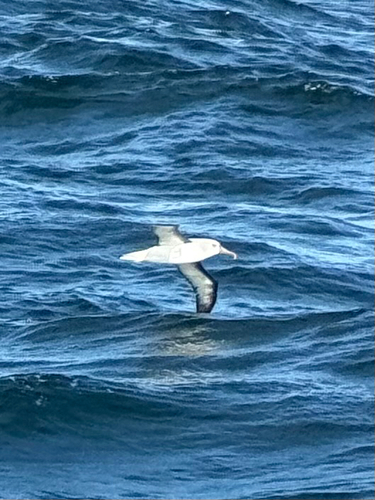Atlantic Yellow-nosed Albatross (Thalassarche chlororhynchos), photo 4