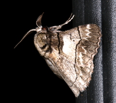 Hypobapta diffundens