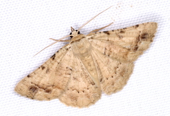 Aeolochroma quadrilinea