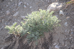 Artemisia campestris caudata
