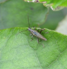 Navomorpha sulcata