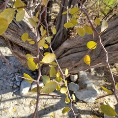 Pseudoziziphus parryi, photograph Dan Horowitz, CC0, iNaturalist via GBIF
