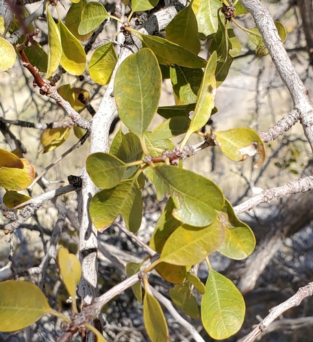 Pseudoziziphus parryi, photograph 6
