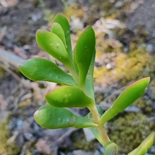 Crassula latibracteata
