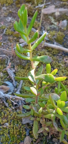 Crassula latibracteata